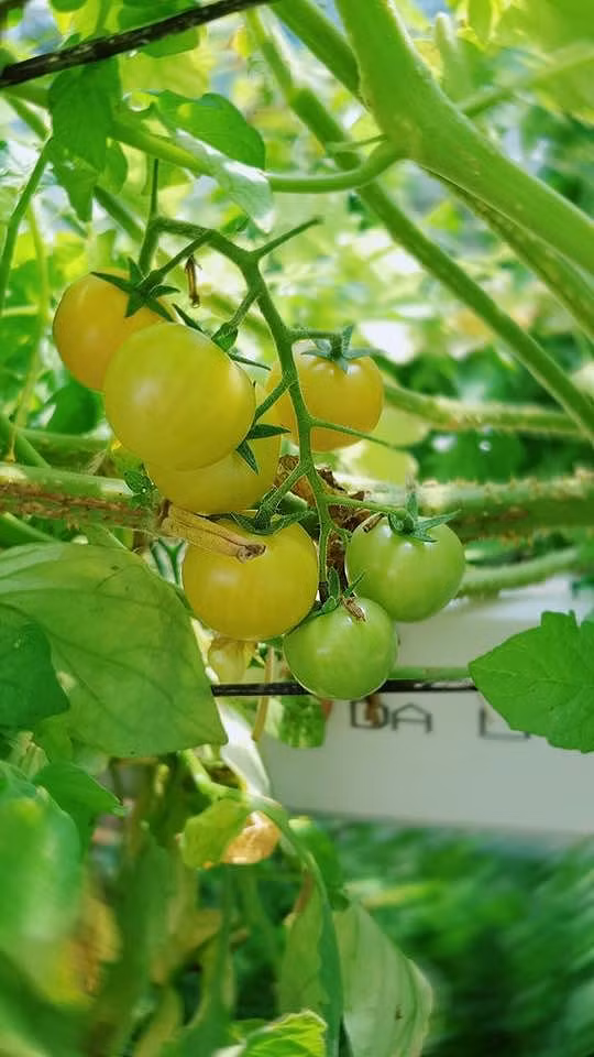 Chùm cà chua căng mọng khiến các fan thích thú.