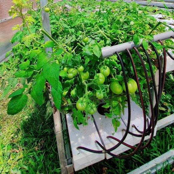 Giàn cà chua sai trĩu quả trông thích mắt.