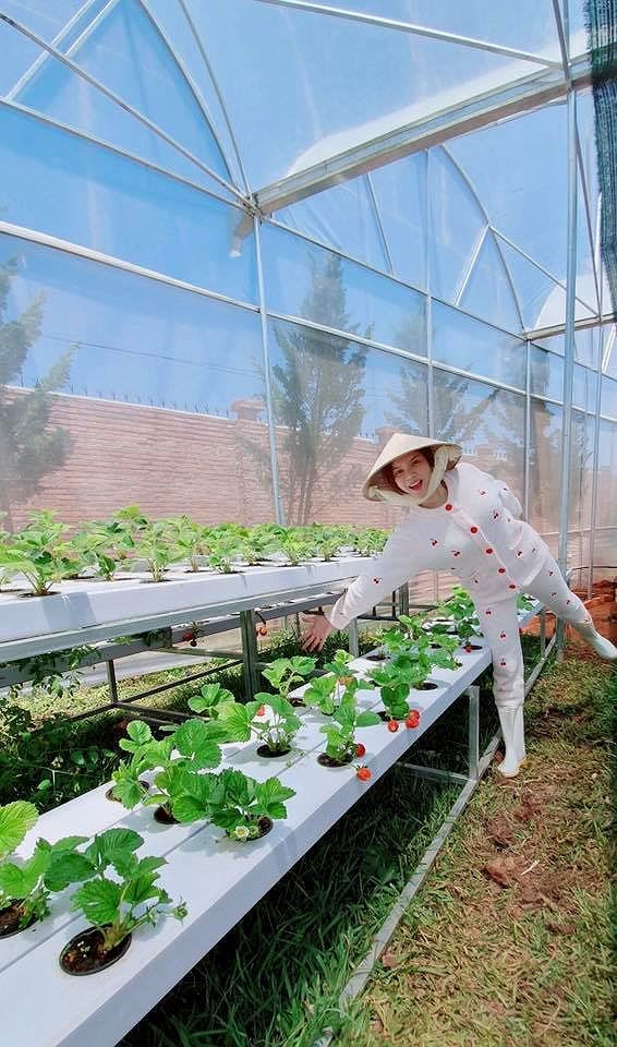 Lý Nhã Kỳ còn hài hước nhắn nhủ fan: “Không đòi ăn dâu nha vì không đủ Kỳ ăn nữa đó, đừng có nhắn tin đòi dâu tui nghen”.