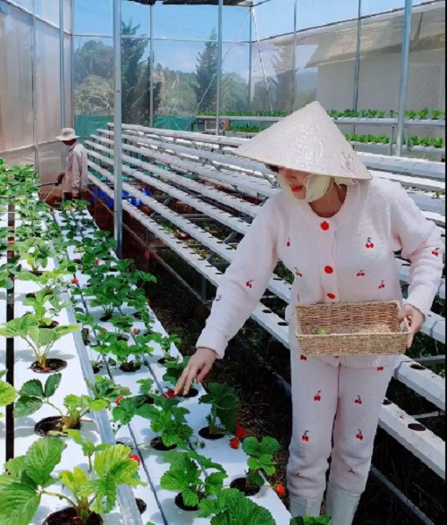 Ngày cuối tuần, Lý Nhã Kỳ lên Đà Lạt thu hoạch dâu tây và rau sạch. Nguồn ảnh: FB Ly Nha Ky.