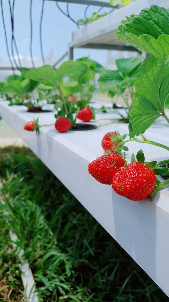Dâu tây được trồng bằng thủy canh đảm bảo độ sạch cũng như tươi ngon nhất.