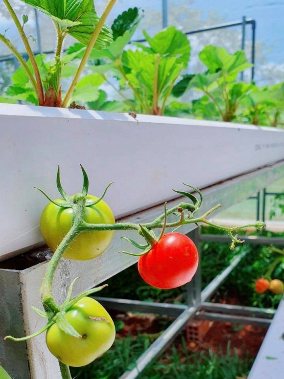 Bên cạnh dâu tây, trong vườn rau của Lý Nhã Kỳ còn có cà chua sạch.
