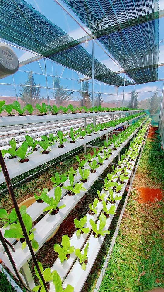 Ngoài ra, còn có giàn rau xanh trồng bằng thủy canh.