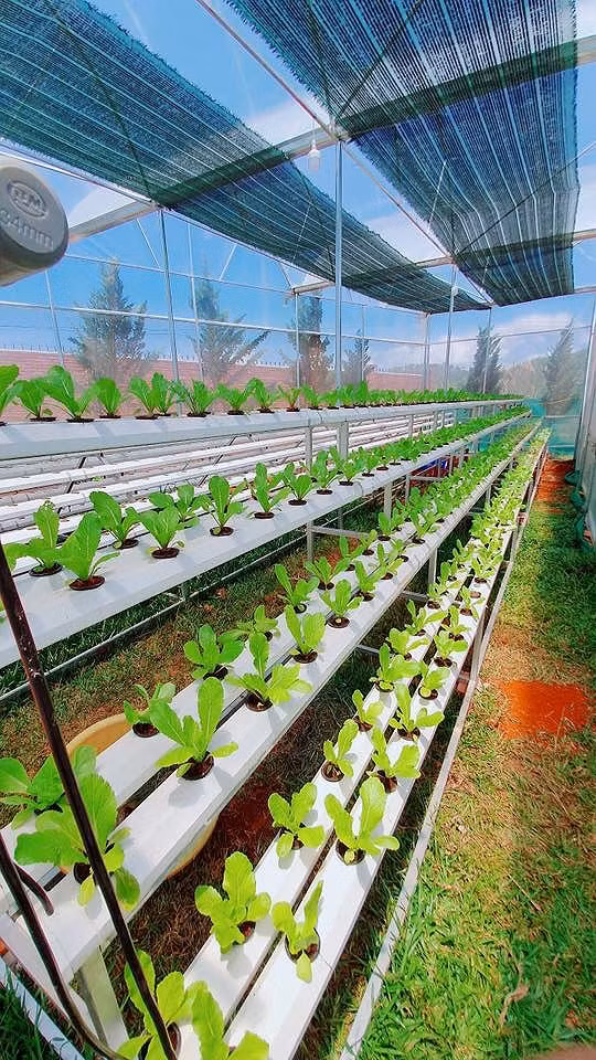 Ngoài ra, còn có giàn rau xanh trồng bằng thủy canh.