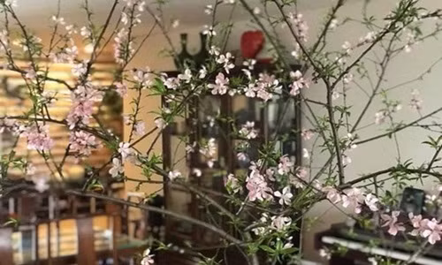 Trong khi đó, đào rừng thường đặt ở không gian rộng như giữa phòng khách để khoe hết vẻ đẹp của thế đào. Ảnh: Khám phá.