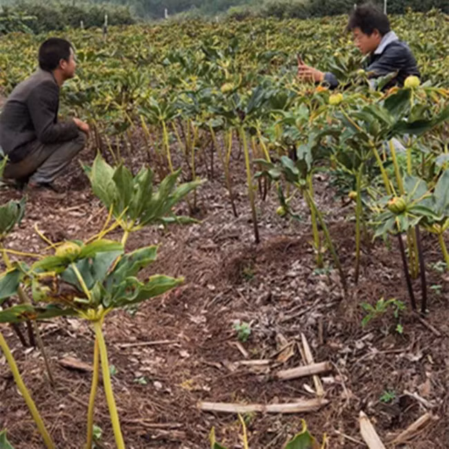 Thanh nien trong cay ten la hoac, kiem tram trieu moi nam