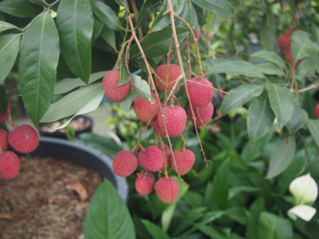 Tại Nhật Bản, mùa vải bắt đầu từ cuối tháng 5 và kéo dài đến khoảng tháng 7 hàng năm. Ảnh: Aionline-japan.