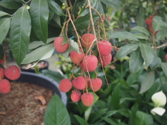 Tại Nhật Bản, mùa vải bắt đầu từ cuối tháng 5 và kéo dài đến khoảng tháng 7 hàng năm. Ảnh: Aionline-japan.