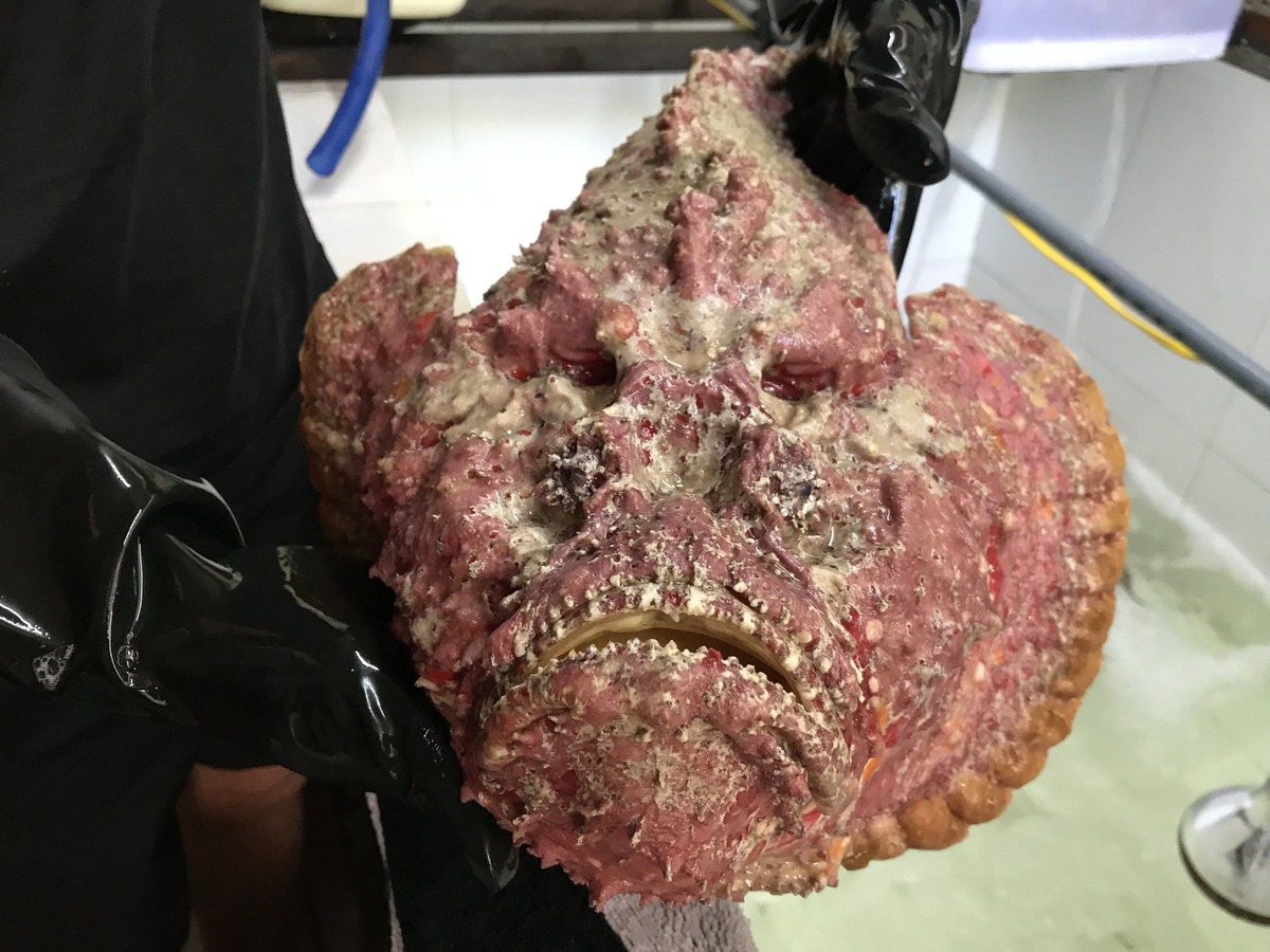 Sở hữu hình thù xấu xí song cá mặt quỷ lại là mặt hàng rất hút khách. Tại Hà Nội, chỉ một vài nhà hàng chuyên về hải sản mới có mặt hàng cá mặt quỷ để phục vụ khách hàng.