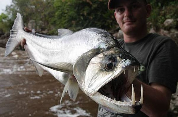 Cá ma cà rồng Payara cực kỳ hung dữ nhưng vẫn được thị trường thế giới ưa chuộng. Nó có giá từ 900.000 – 1,5 triệu đồng/con. Nguồn ảnh: Internet.