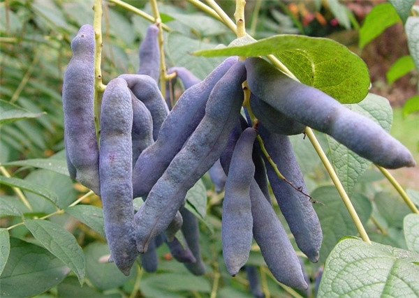 Loại quả hoang dã này trông thì không đẹp mắt cho lắm, nhưng nó có vị ngọt như mật ong. Chủ yếu đến từ tự nhiên nên "ngón tay quỷ" có giá bán khoảng 200.000 đồng/kg.