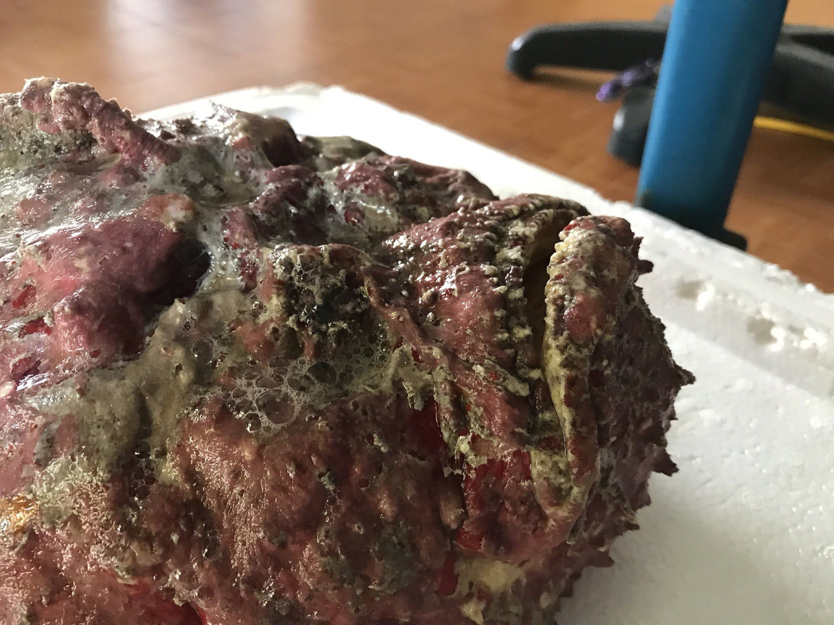 Giá trung bình của loại cá này dao động khoảng 1,5 - 2 triệu đồng/kg, tùy vào tổng trọng lượng cá.