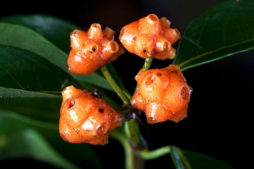 Là một vị thuốc đông y được ưa chuộng, cây mặt quỷ có giá bán lên tới 118.000 đồng/cây.