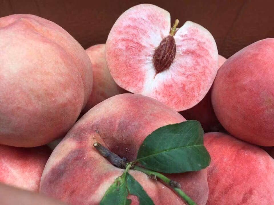 Theo chị Tú Anh, điều khá bất ngờ là giá không đắt nhưng loại đào này khá ngon. Quả có mùi thơm nhẹ, ăn giòn, ngọt mà không quá ngọt sắc.