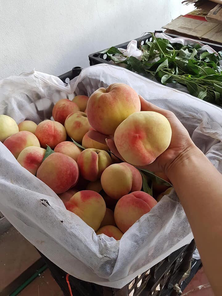 Giá bán đào tiên trung bình tại các chợ dân sinh dao động từ 20.000 - 40.000đ/kg.