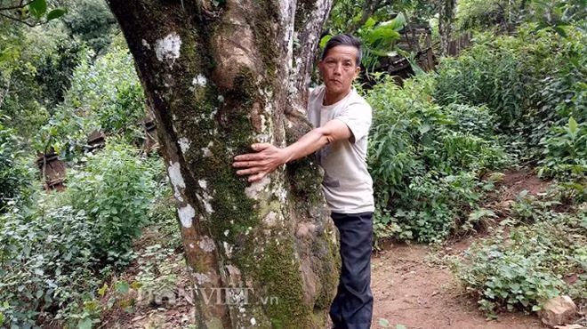 Len Sin Chai ngam loai cay “bat tu”-Hinh-2