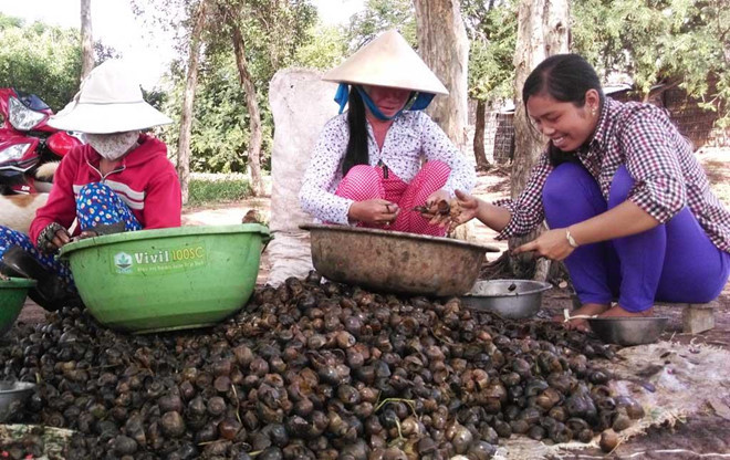 Ngoài ra, còn nhiều phế phẩm khác như phân trâu, đuôi trâu, xơ dừa, ốc bươu vàng, rễ sim, rễ tiêu… cũng liên tục được các thương nhân Trung Quốc thu mua với mức giá cao bất ngờ nhưng không rõ mục đích sử dụng. Ảnh: Báo Long An.