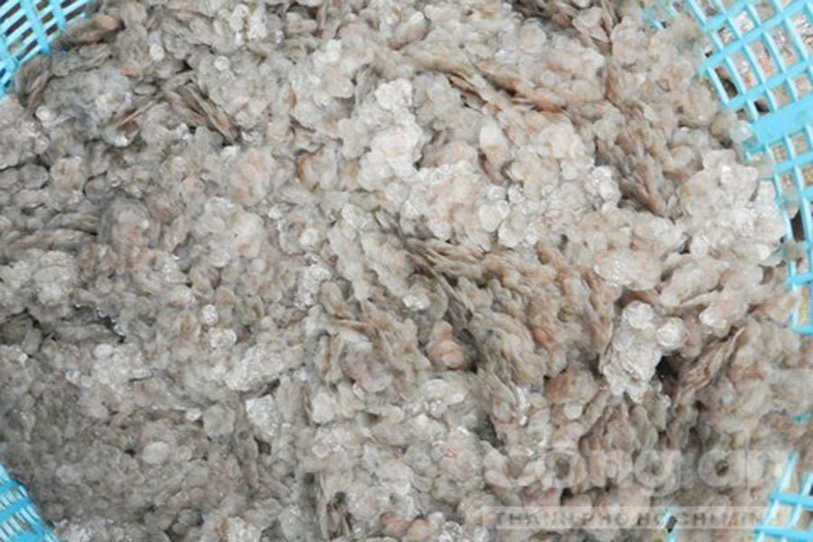 Trước đây, vảy cá chỉ bỏ đi, nay người làm khô có thể bán để thêm nguồn thu nhập. Tuy nhiên, nhiều người dân cũng chẳng biết các thương lái mua vảy cá để làm gì. Ảnh: Congan.