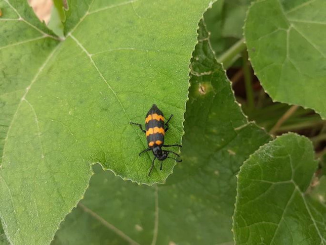 Thương lái Trung Quốc không tiết lộ mục đích thu mua nhưng trước lợi nhuận cao, người dân vẫn đi bắt loại bọ này rồi bán theo đúng yêu cầu của bên đặt hàng. Ảnh: NLĐ.