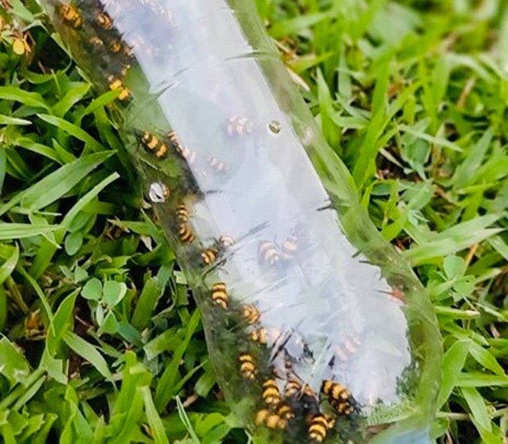 Vừa qua, người dân các tỉnh Tây Nguyên lùng bắt loài bọ độc 3 sọc (còn gọi là sâu ban miêu, sâu đậu) với mức giá lên đến 1,5 triệu đồng/kg. Ảnh: Dân Việt.