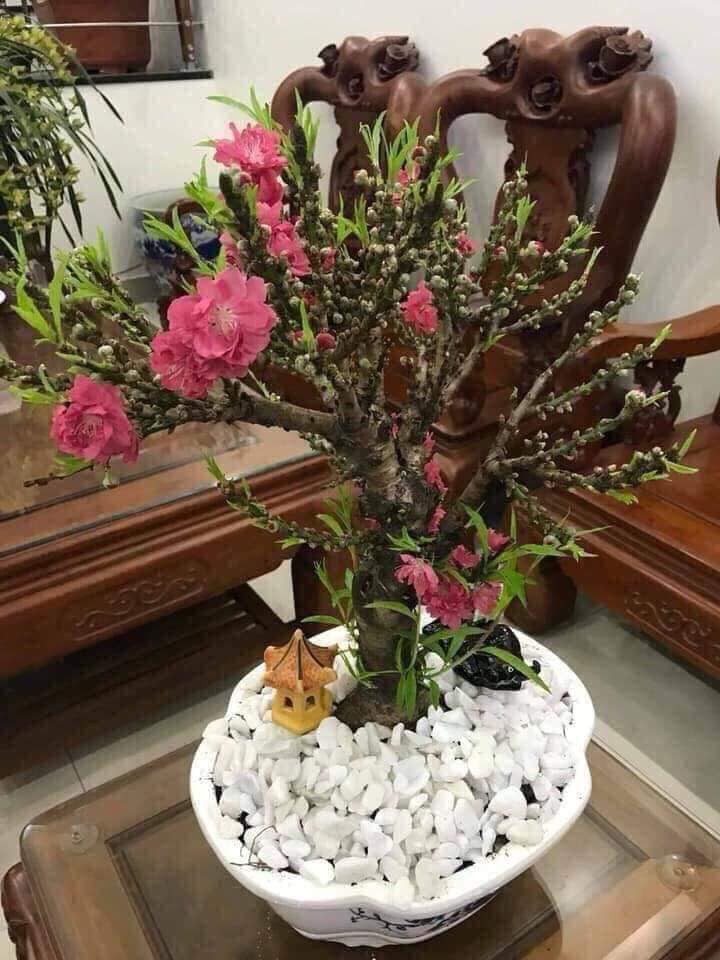 Điểm dễ nhận biết ở loại đào ghép Trung Quốc này là gốc nhỏ, cành mập, nhiều nụ hoa và chỉ có một thế duy nhất. Ảnh: FB Linh Moon.