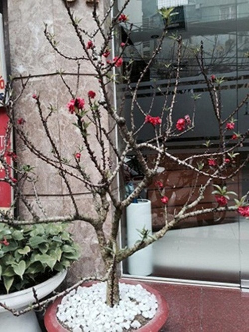 Về màu sắc, đào Trung Quốc hoa sẽ không thẫm còn đào Nhật Tân hoa tươi và thắm hơn. Ảnh: Taichinhvietnam.