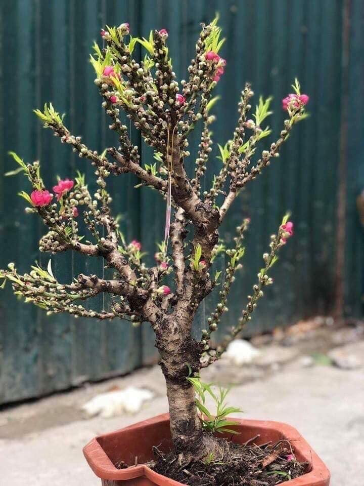 Thêm nữa, đào của Trung Quốc không đen, thẳng và nhẵn bóng. Ảnh: FB Hà Híp.