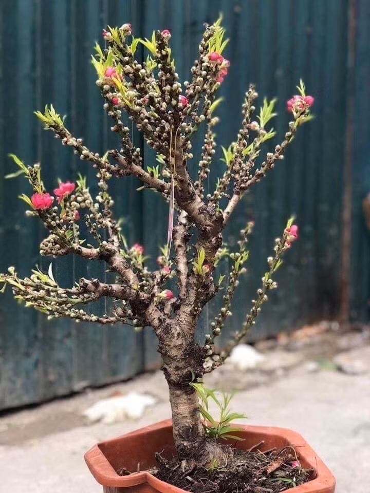 Thêm nữa, đào của Trung Quốc không đen, thẳng và nhẵn bóng. Ảnh: FB Hà Híp.