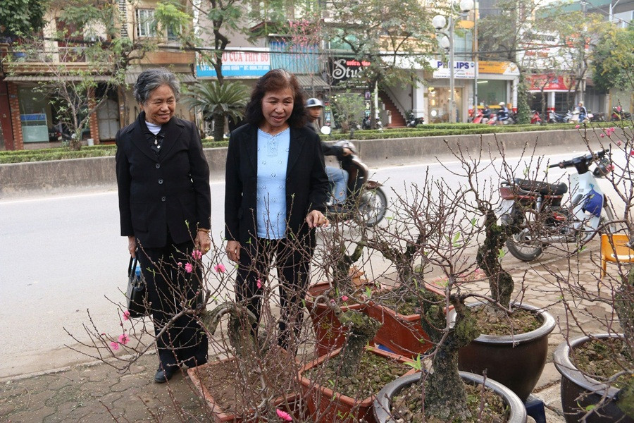 Trong khi đó, đào Thất thốn Nhật Tân thân to, vỏ xù xì và và có màu đen. Ảnh: Baodansinh.