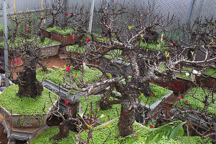 Một điểm có thể dễ dàng phân biệt là đào Thất thốn Nhật Tân nhiều lộc hơn đào Trung Quốc. Ảnh: Kinhtedothi.