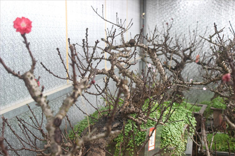 Đào Thất thốn Nhật Tân thường nổi nhiều mấu xù xì, rêu mốc. Ảnh: Lao động.