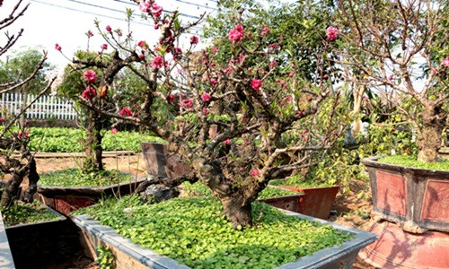 Ở đào Thất thốn, hoa mọc ra cả từ thân và đến cành, cánh hoa nở ra tròn đều như được sắp đặt. Ảnh: Cand.