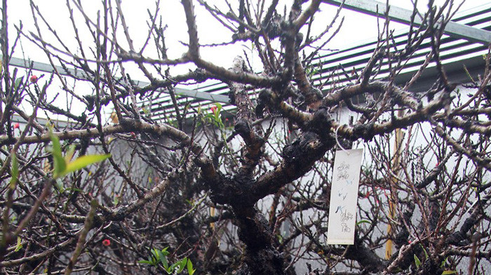 Thân đào Trung Quốc thường có màu trắng còn đào Nhật Tân thân có màu như quả mận chín. Ảnh: Kinhtedothi.