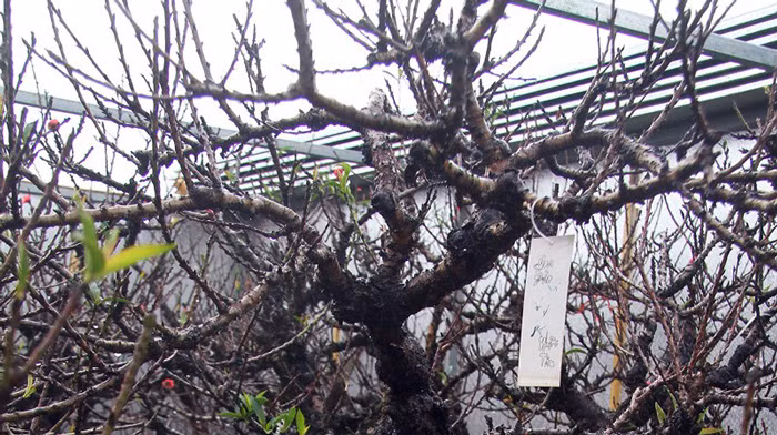 Thân đào Trung Quốc thường có màu trắng còn đào Nhật Tân thân có màu như quả mận chín. Ảnh: Kinhtedothi.