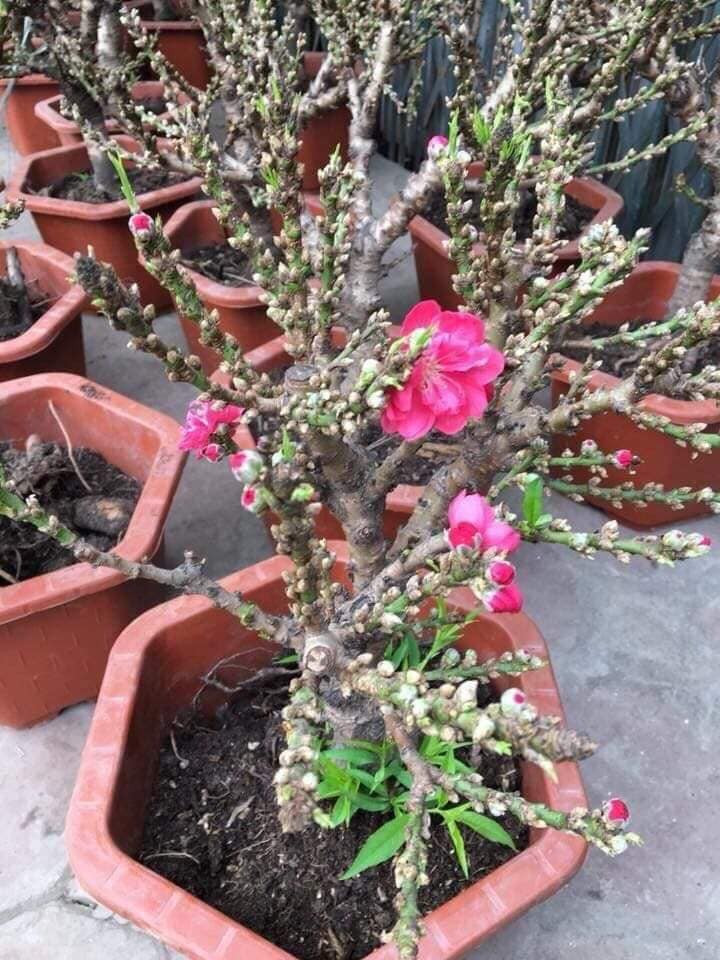 Loại đào này có hoa giống với đào Thất thốn Nhật Tân nhưng có kích thước nhỏ hơn, chỉ cao chừng 40-50cm. Giá bán từ vài trăm đến 2 triệu đồng/cây. Ảnh: Facebook.