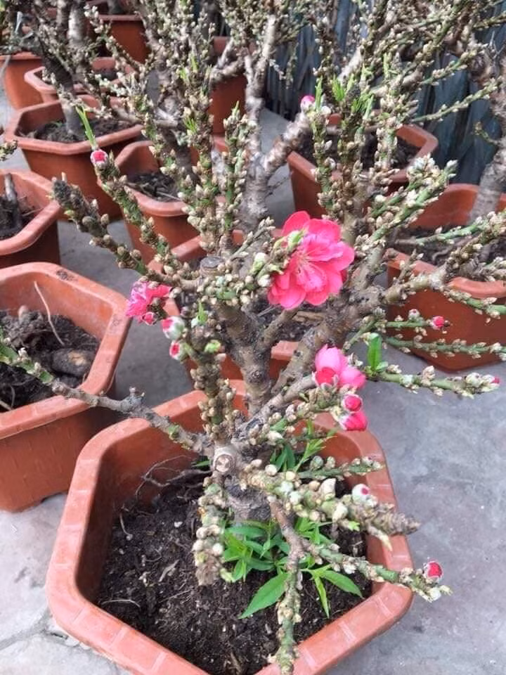 Loại đào này có hoa giống với đào Thất thốn Nhật Tân nhưng có kích thước nhỏ hơn, chỉ cao chừng 40-50cm. Giá bán từ vài trăm đến 2 triệu đồng/cây. Ảnh: Facebook.