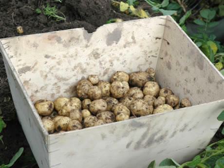 Trong một buổi đấu giá vào năm 1996, khoai tây La Bonnotte được mua với giá 500 USD mỗi pound (tương đương 1.200 USD/kg) khiến nó trở thành giống khoai tây đắt nhất thế giới.