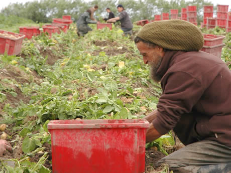 Khoai tây La Bonnotte được trồng trên đảo Noirmoutier của Pháp và và chỉ cho thu hoạch khoảng 100 tấn mỗi năm.