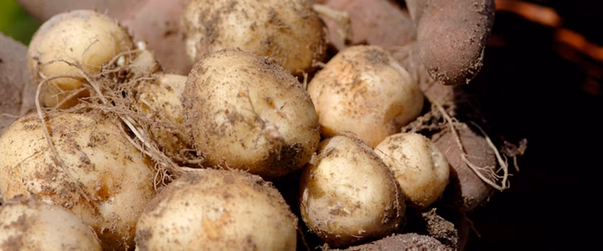 Khoai Bonnotte rất dễ nát nên không thể sử dụng máy và phải thu hoạch bằng tay.