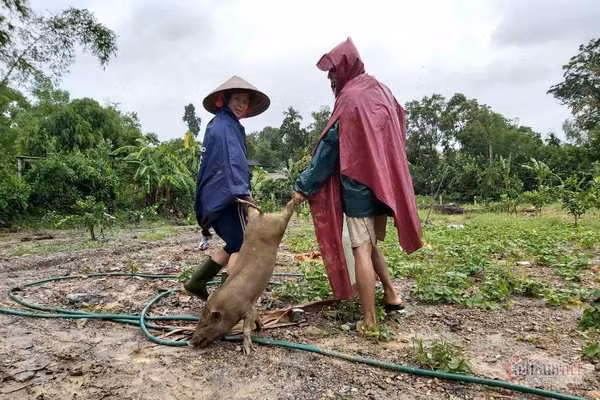 Ha Tinh: Thuy dien xa nuoc cuon troi cau, dan tat ta om lon, ga chay lu-Hinh-5