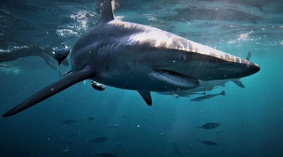 Bên cạnh đó, Mia cũng chia sẻ rằng họ đã tương tác với cá mập trong 12 năm qua, có nghĩa là họ có thể thực sự gần gũi với những con cá mập vây đen và nắm bắt hành vi đáng kinh ngạc của chúng trên các thiết bị đơn giản như GoPro.