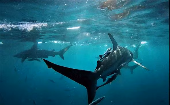  Cá mập vây trắng là động vật ăn cá vô cùng nhanh nhẹn và hoạt bát vì chúng có thể vừa nhảy vừa xoay tròn trên mặt nước khi tấn công những đàn cá nhỏ. Tuy nhiên loài cá này khá nhút nhát so với các loài cá mập lớn khác.