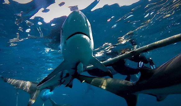 "Dù tôi thường bơi cùng loài vật thú vị này mỗi ngày nhưng tình huống như vậy rất hiếm gặp và khó ghi hình. Đôi khi, cá mập cũng mắc sai lầm nhưng đây không phải là hành vi hung dữ. Con cá mập chỉ đang cố nuốt chửng cá mòi. Nó không làm con cá mập kia bị thương", Mia giải thích.