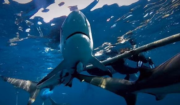 "Dù tôi thường bơi cùng loài vật thú vị này mỗi ngày nhưng tình huống như vậy rất hiếm gặp và khó ghi hình. Đôi khi, cá mập cũng mắc sai lầm nhưng đây không phải là hành vi hung dữ. Con cá mập chỉ đang cố nuốt chửng cá mòi. Nó không làm con cá mập kia bị thương", Mia giải thích.