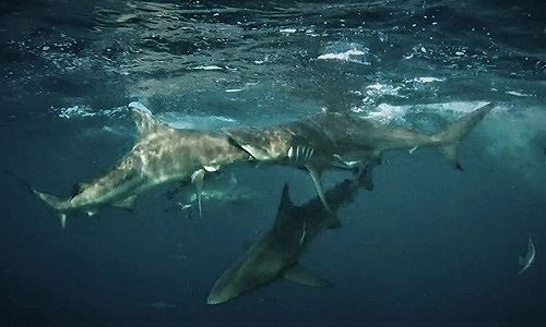 Đặc biệt người này đã ghi lại được khoảnh khắc một con cá mập vây đen vì quá đói nên đã ngoạm nhầm đầu một con cá mập vây đen khác vì tưởng là con mồi của nó (Ảnh: Mia Vorster).