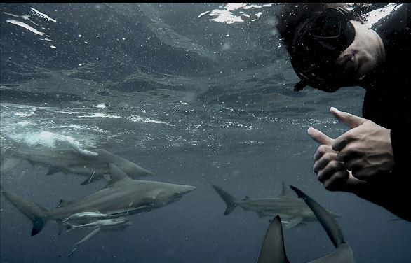 Cụ thể, các thợ lặn bao gồm cả Mia Vorster đã lặn xuống biển và tạo dáng bên cạnh những con cá mập khi chúng bơi cạnh họ, những con cá mập tỏ ra khá bạo dạn khi đã tiến đến để nhìn kỹ hơn vào camera khi chúng đang tấn công dữ dội vào đàn cá mòi (Ảnh: Mia Vorster).