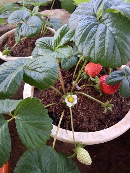 Để cây phát triển mạnh, chậu dâu tây cần đặt ở chỗ ánh sáng vừa đủ. Ảnh: Khám phá.