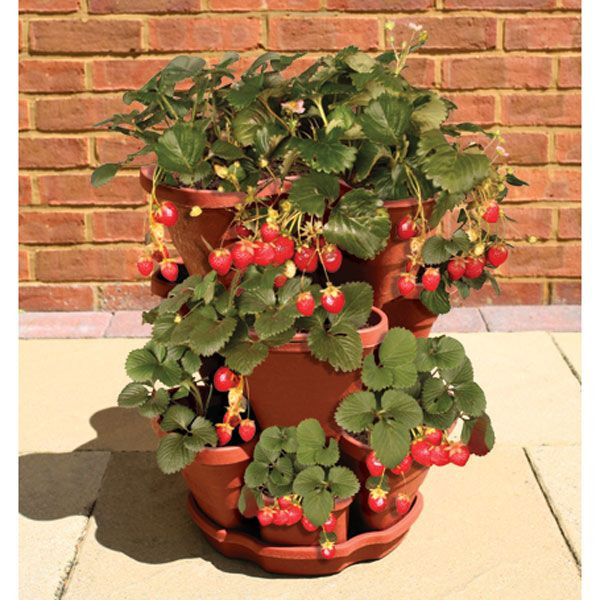 Chùm quả dâu tây chín mọng trông thích mắt. Ảnh: Printest.