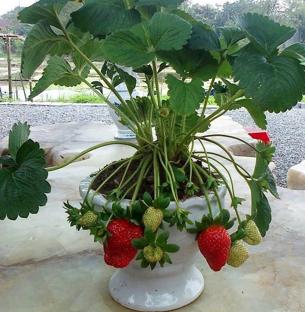 Không chỉ là một trái cây được ưa thích, ngày nay dâu tây còn được các nhà làm vườn cắt tỉa thành những chậu cảnh đẹp mắt. Ảnh: Blogcaycanh.