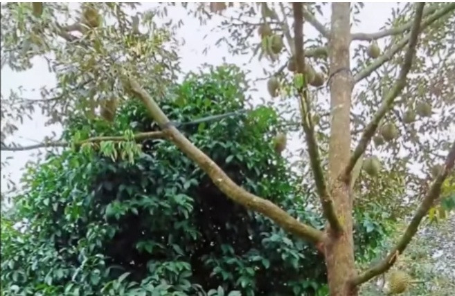 Lý Nhã Kỳ hào hứng khi từ giờ có thể ăn sầu riêng thoải mái mà không lo lắng về chất lượng.